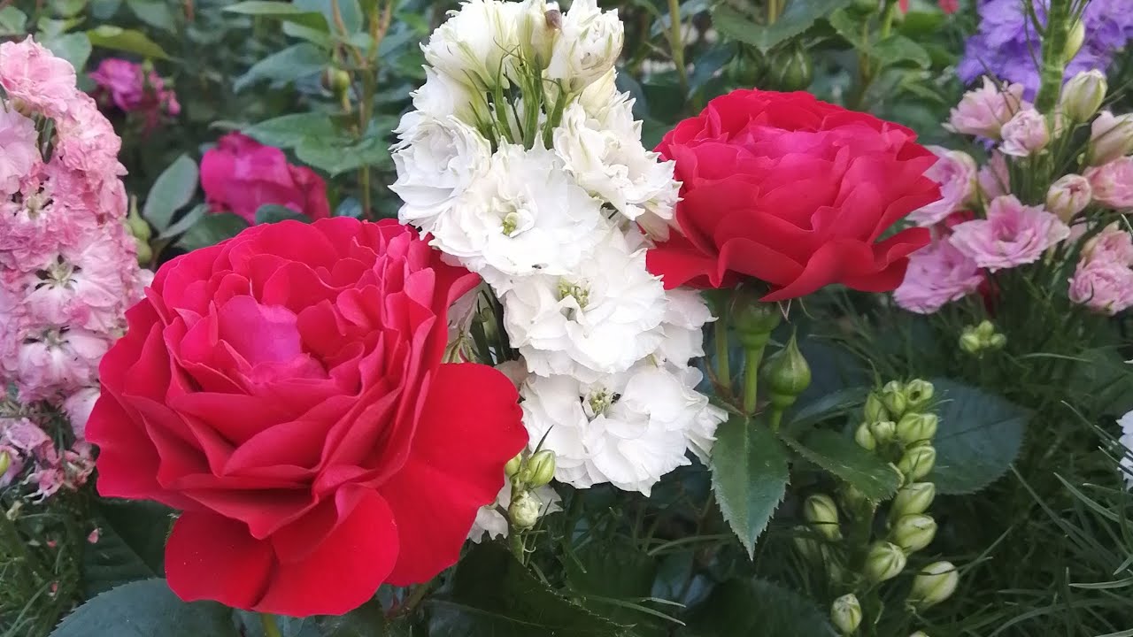 Цвет настроения- розы 🌹🌹🌹