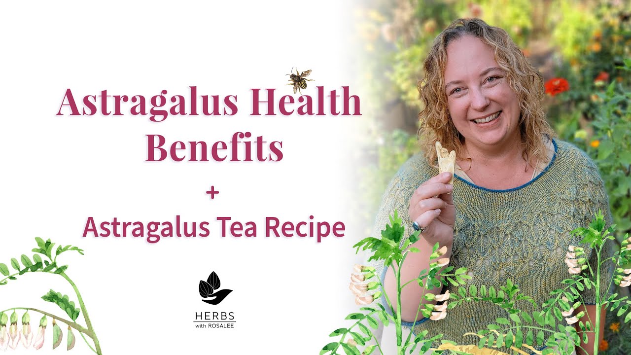 Astragalus Benefits Astragalus membranaceus + Astragalus Tea Recipe