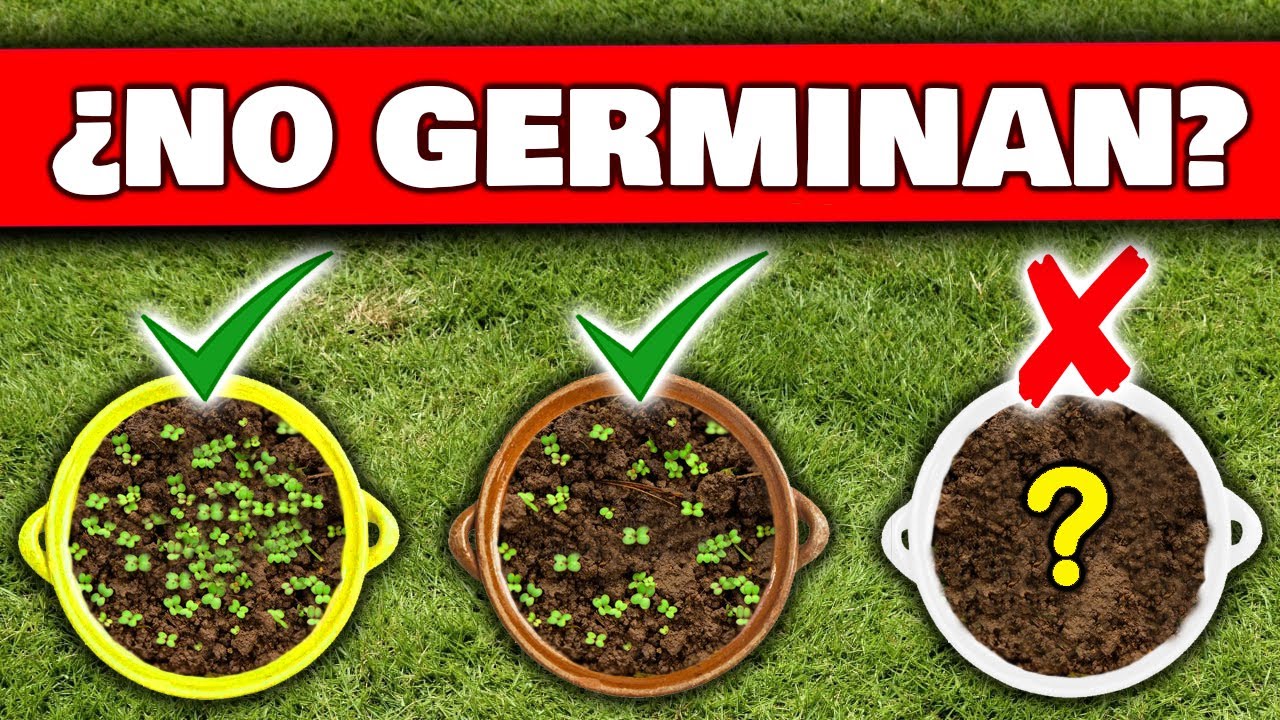 6 ERRORES FATALES: ¿ Porqué NO GERMINAN tus SEMILLAS o BROTES ? | Cómo Germinar desde Semilla