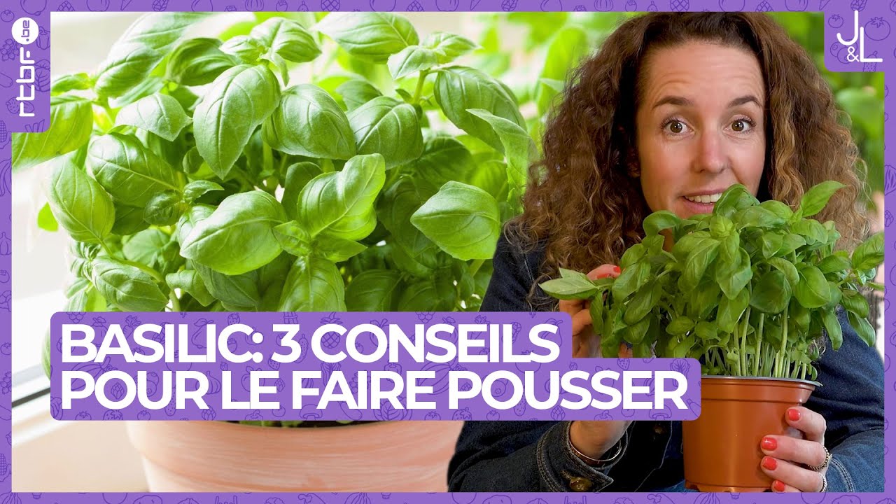 Basilic : 3 conseils pour le faire pousser correctement | Jardins et Loisirs