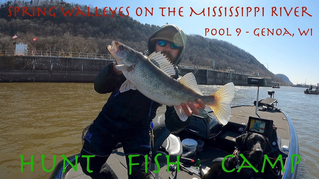 Spring Walleyes on the Mississippi River - Pool 9