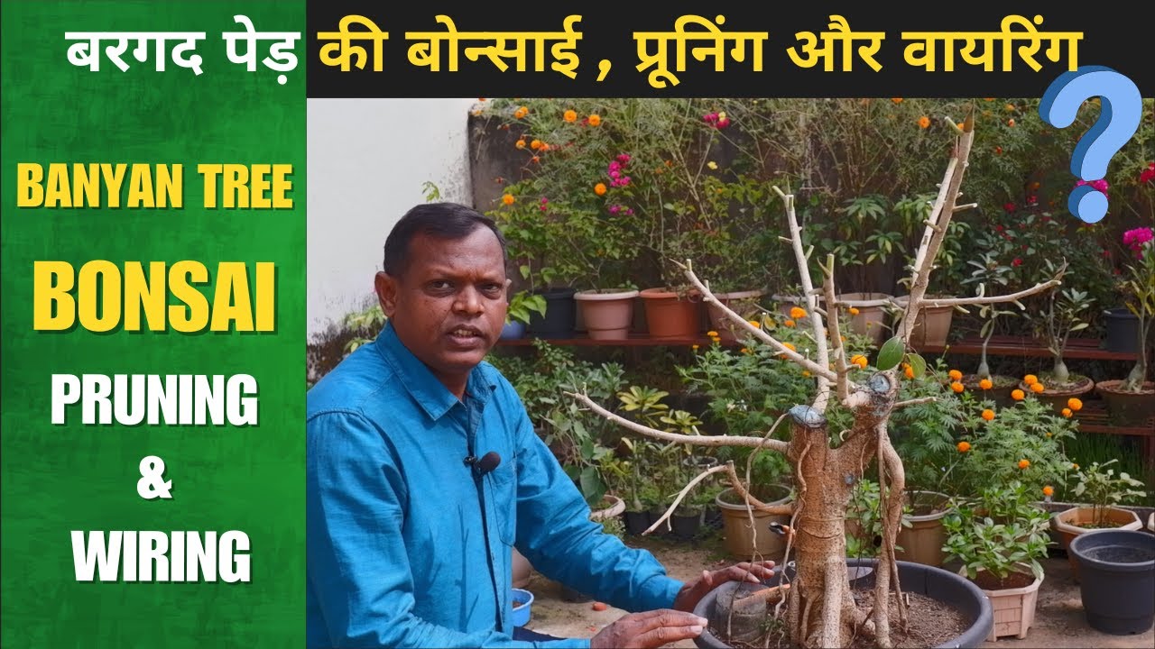 Banyan Tree Bonsai Making | बरगद का बोनसाई कैसे बनाएं | Pruning & Wiring Banyan Bonsai