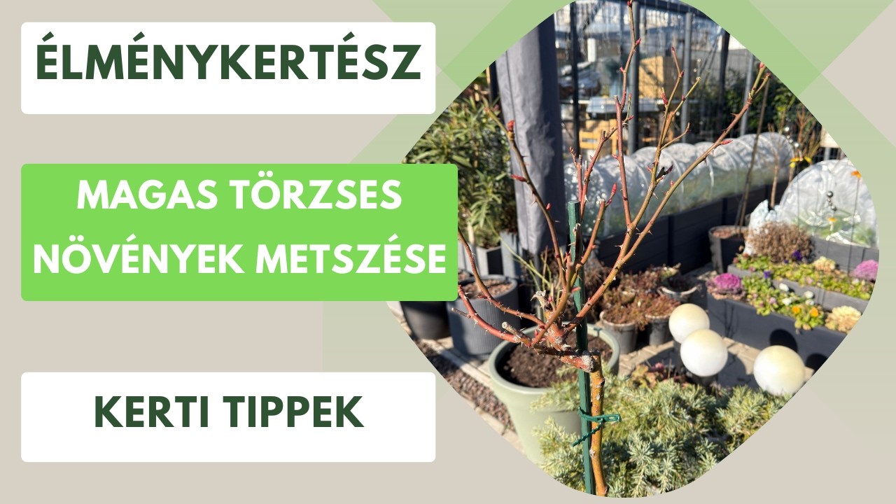 Hogyan metszem meg a magas törzses növényeket?🌹