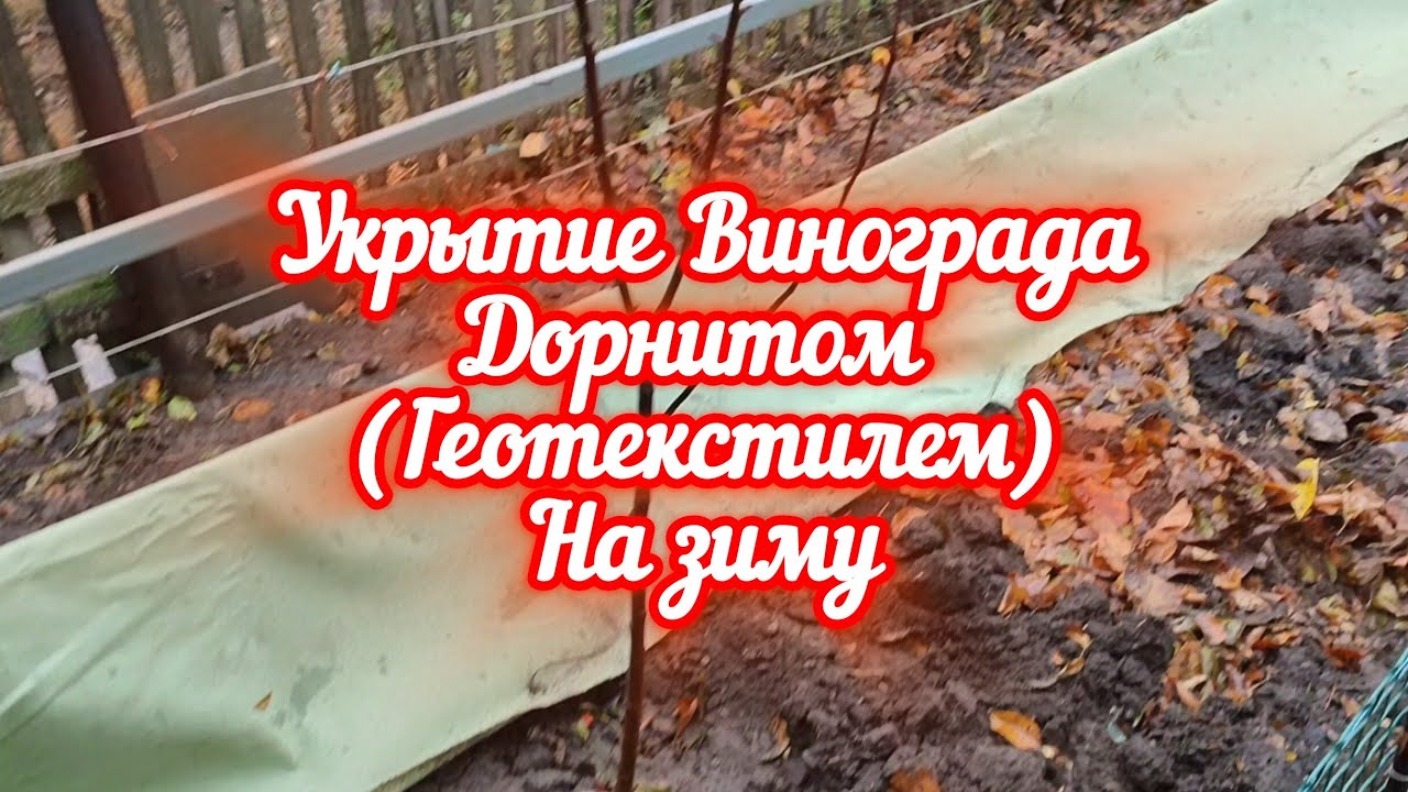 Укрытие винограда дорнитом (геотекстилем) на зиму. 24.11.24