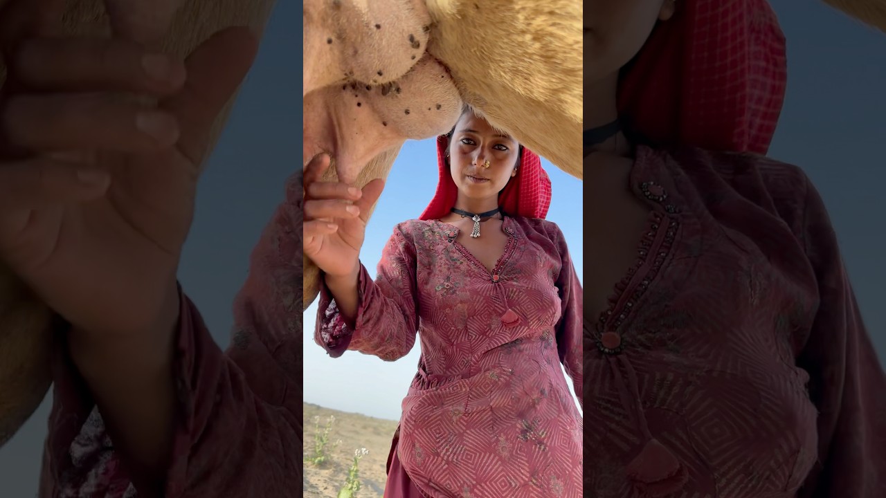 Desert life in india #india #traditionallife #villagelife #camel milk #camel video