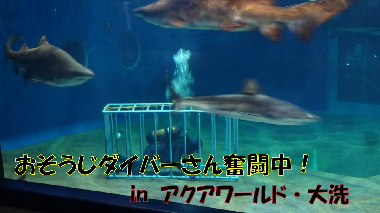 【公式】アクアワールド・大洗　 『サメの海1』ダイバーさんの水槽掃除