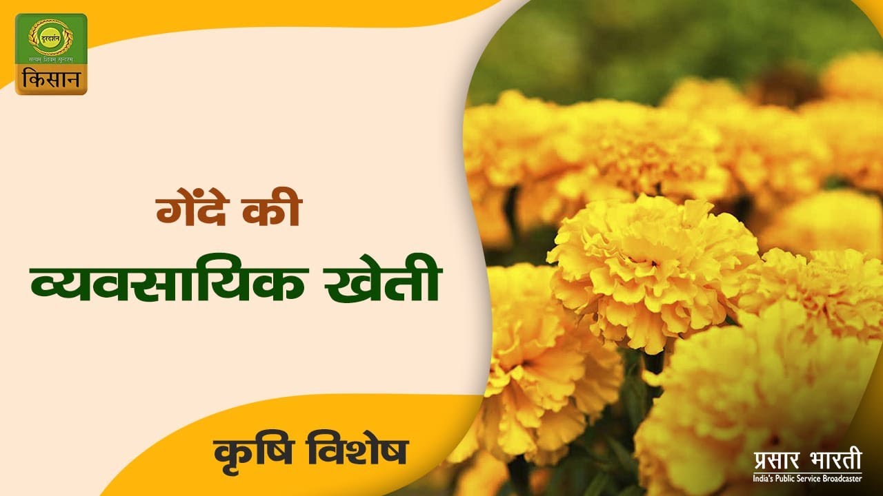 Krishi Vishesh: Marigold Flower Farming || कृषि विशेष: गेंदे की व्यवसायिक खेती || December 16, 2023
