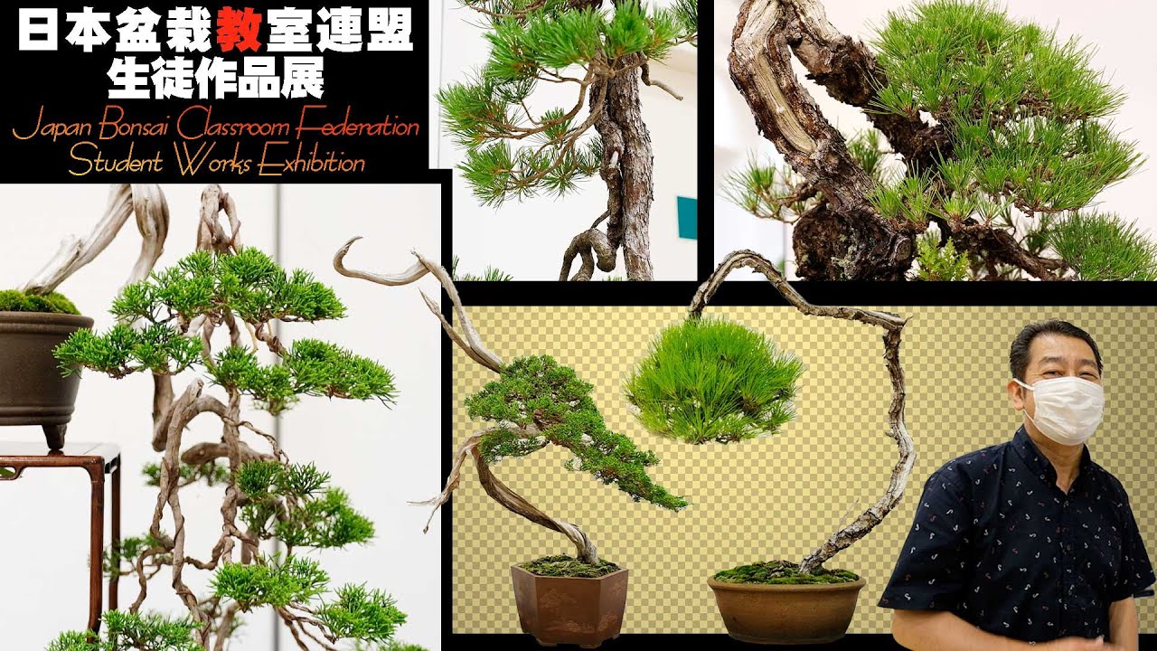日本盆栽教室連盟生徒作品展【盆栽Q】