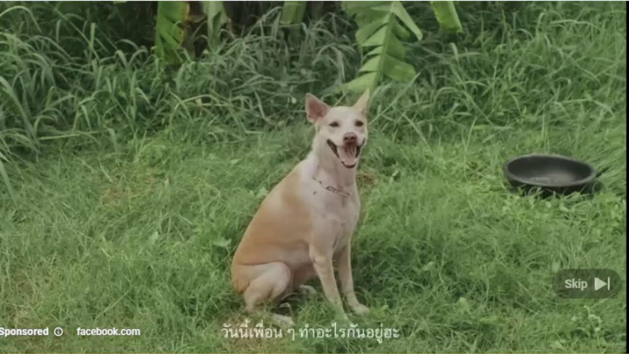 ไลฟ์สดของ Lofi Lab Beats