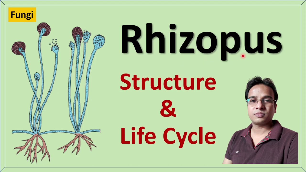 Rhizopus | Structure |  Reproduction and Life cycle | Zygomycetes