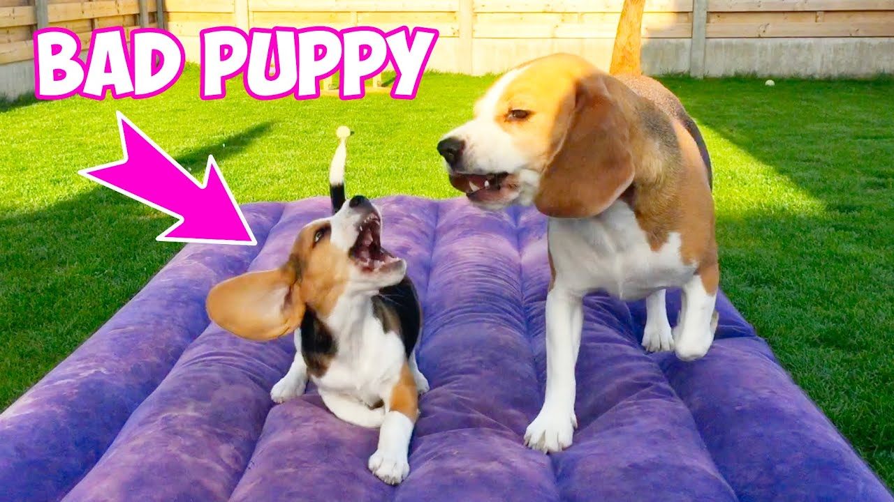 Big Brother Beagle and Baby Beagle Sister: The Ultimate Playdate
