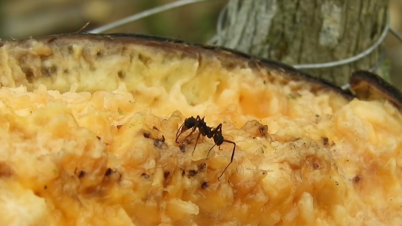 Ant Survival Skills: How Ants Build and Defend Their Nests