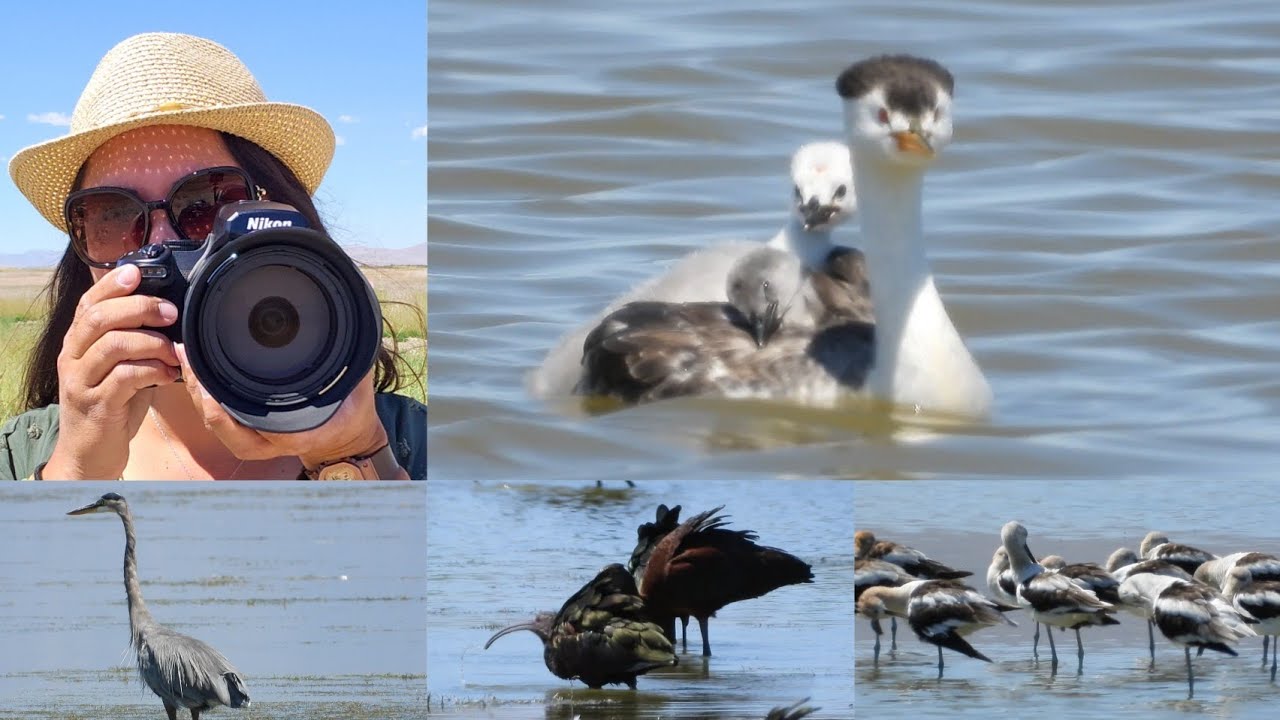 Bear River Migratory Bird Refuge in Utah with Nikon COOLPIX P1100 Super Zoom
