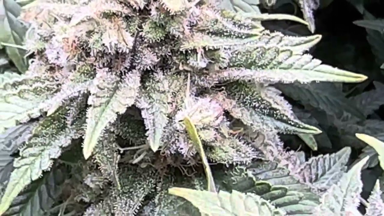 Gelato by OG Kush
