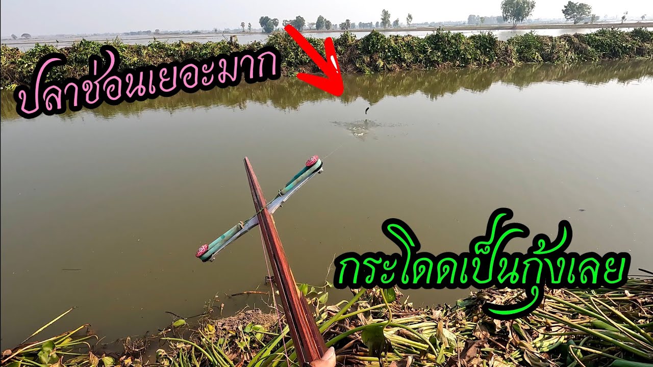 คลอง ลอกผักใหม่ปลาช่อนเยอะมาก มีแต่ตัวสวยๆทั้งนั้นเลยครับ