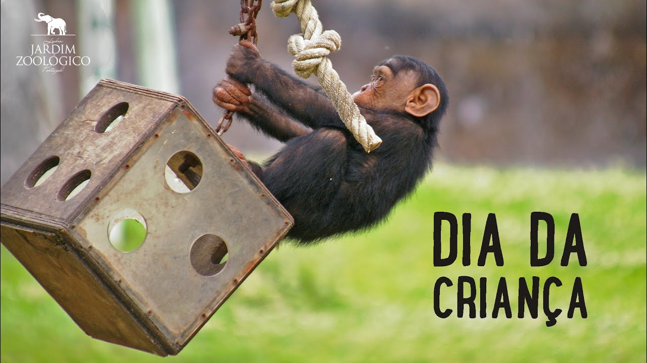 Dia da criança - 1 ano de novas crias | Jardim Zoológico