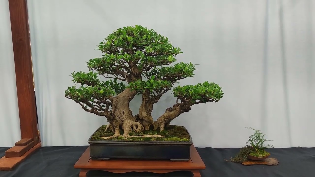 US Bonsai Exposici&oacute;n 2025
