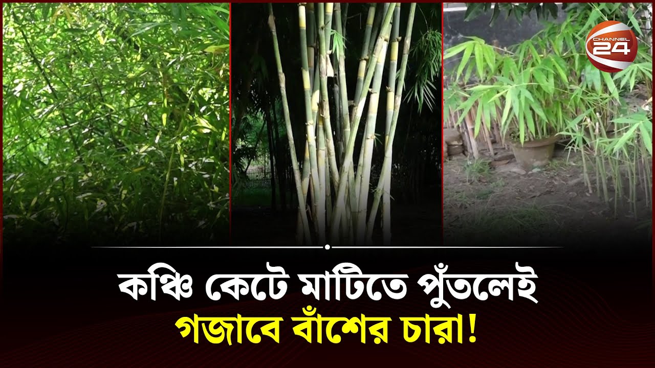 মাটিতে পুঁতলেই কঞ্চি থেকে মিলছে বাঁশ! | Nilphamari Bamboo | Krishi | Channel 24