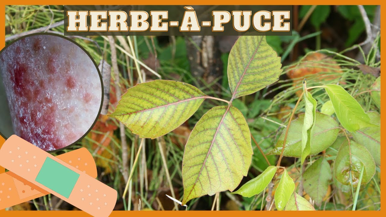 L'herbe-&agrave;-puce: une plante toxique
