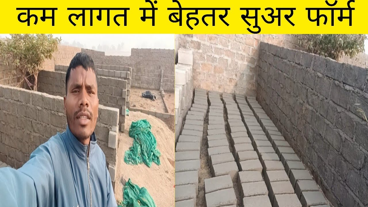 कम लागत में बेहतर सुअर फॉर्म बनाने का तरीका?