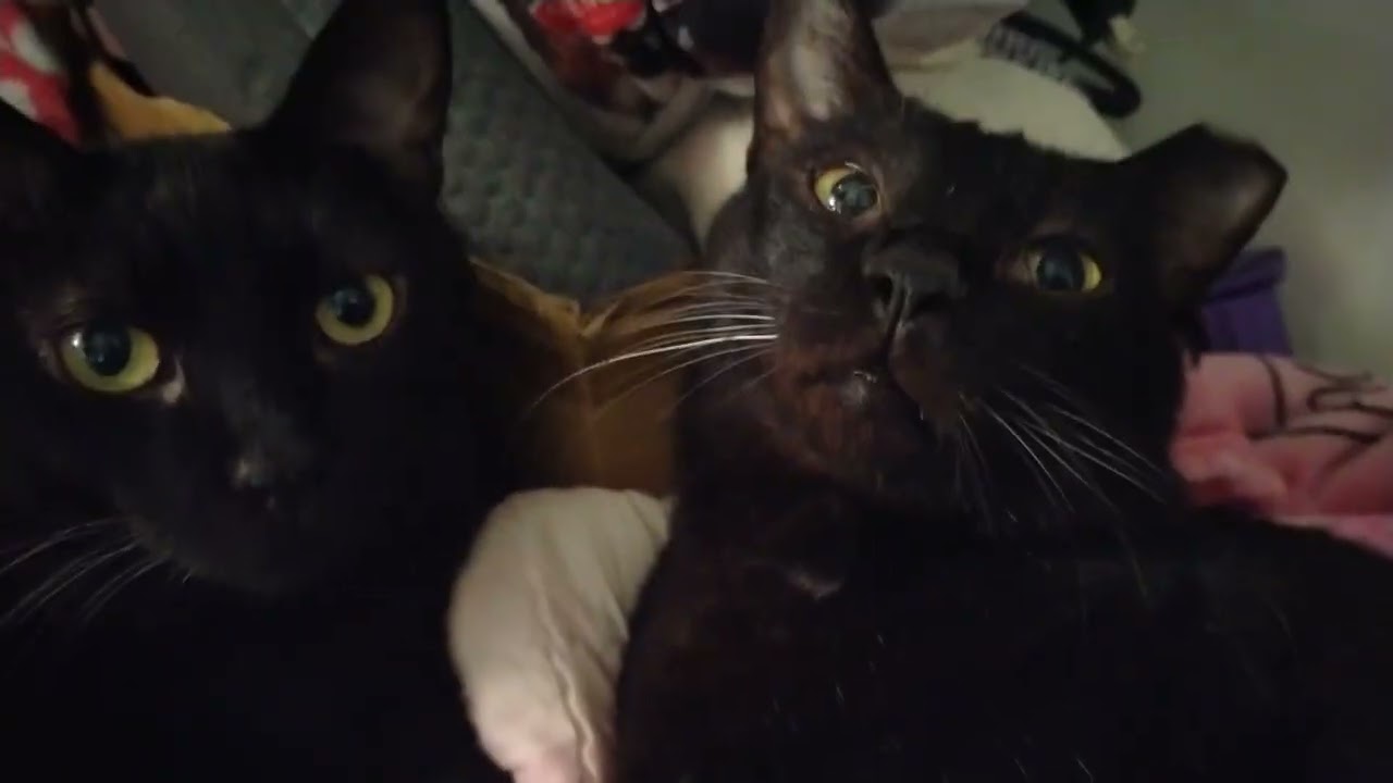 2024-12-11 黑貓兄弟(帥帥&大帥) Black Cat Brothers (Shuai Shuai & Da Shuai)