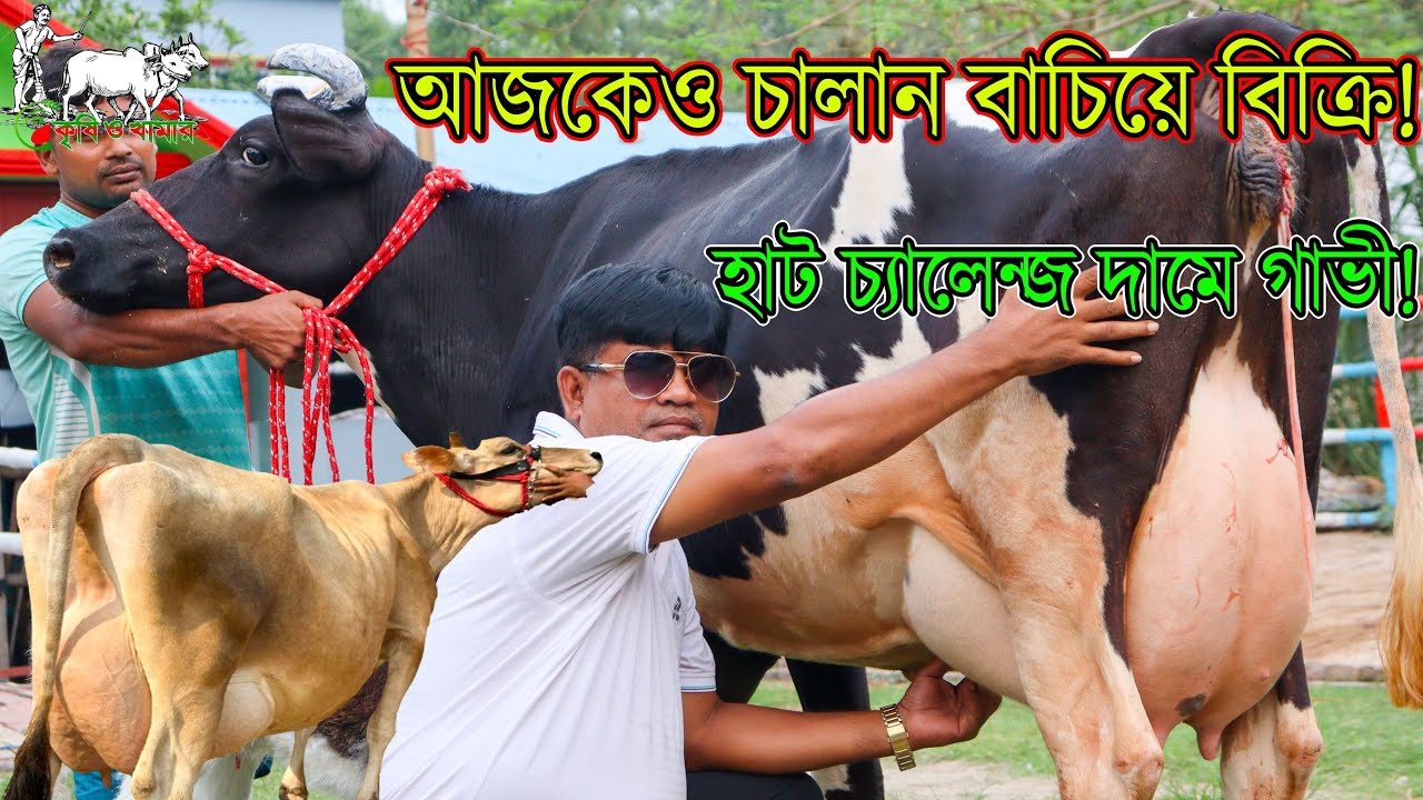 সবার সেরা কাউন্সিলর সুলতান ভাইয়ের চমৎকার গাভীর প্রতিবেদন।এমন দামে কোন হাট থেকেও গাভী কিনতে পারবেন না