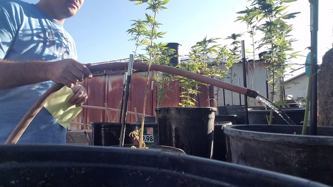 How to naturally thicken and frost your buds(The Smoke Session)