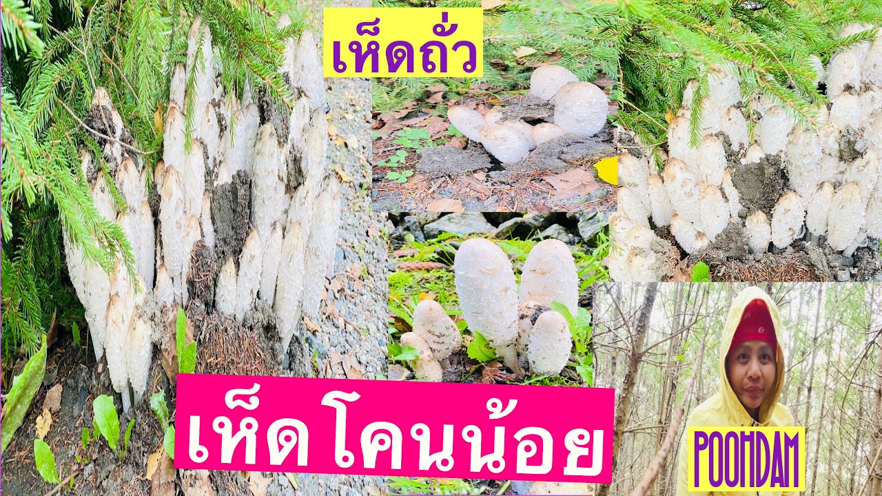 @เห็ดถั่วฝรั่ง,เห็ดโคนน้อย,@PoohDamคนรักเห็ดดำ