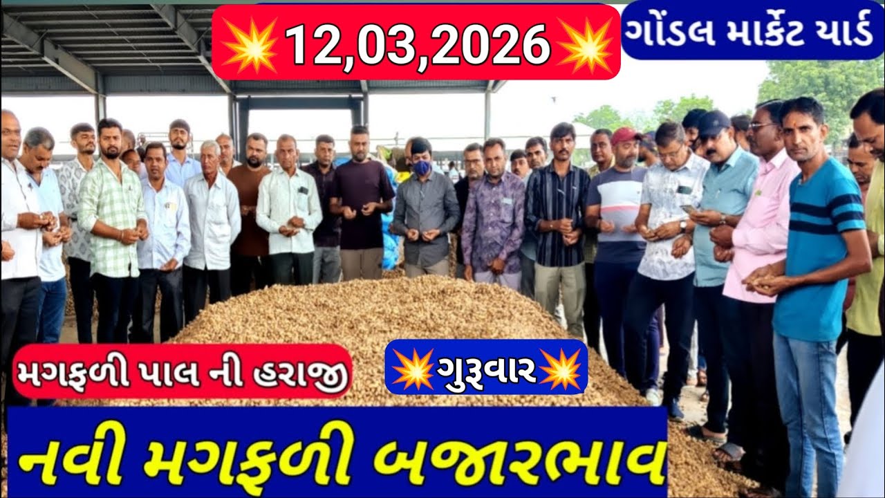 મગફળીના આજના બજાર ભાવ /નવી મગફળીના બજાર ભાવ / ગોંડલ મગફળી ના બજાર ભાવ / 12,03,2026