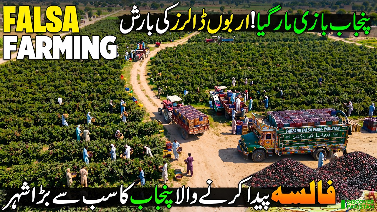 Falsa Farming in Pakistan 🍇 | Billion-Dollar Fruit Business 🇵🇰 | Discover Pakistan