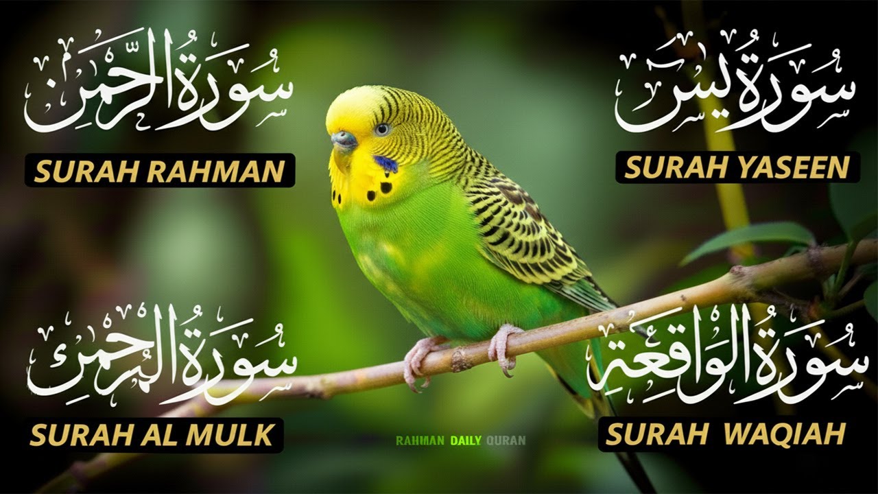 Magical Recitation Surah Yaseen (Yasin) | Surah Rahman | Surah Waqiah | Surah Mulk