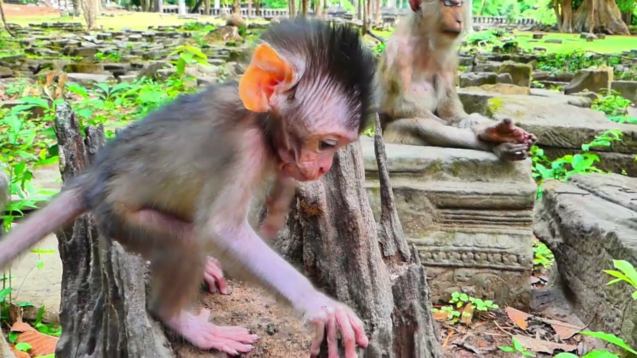 B/cuz old monkey JADE no process more milk to complete baby request & make some hu/rting on baby