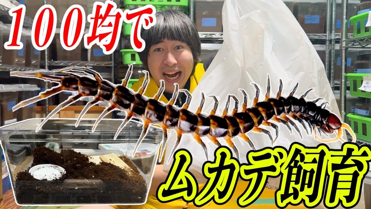 ムカデをダイソー商品だけで育てる方法とは！？