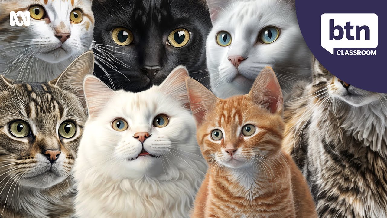 Should Cats Be Banned From Going Outside? - Behind the News