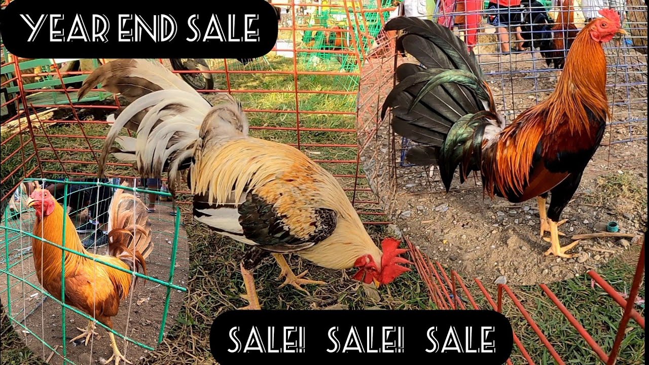 YEAR END SALE BOCAUE PET MARKET