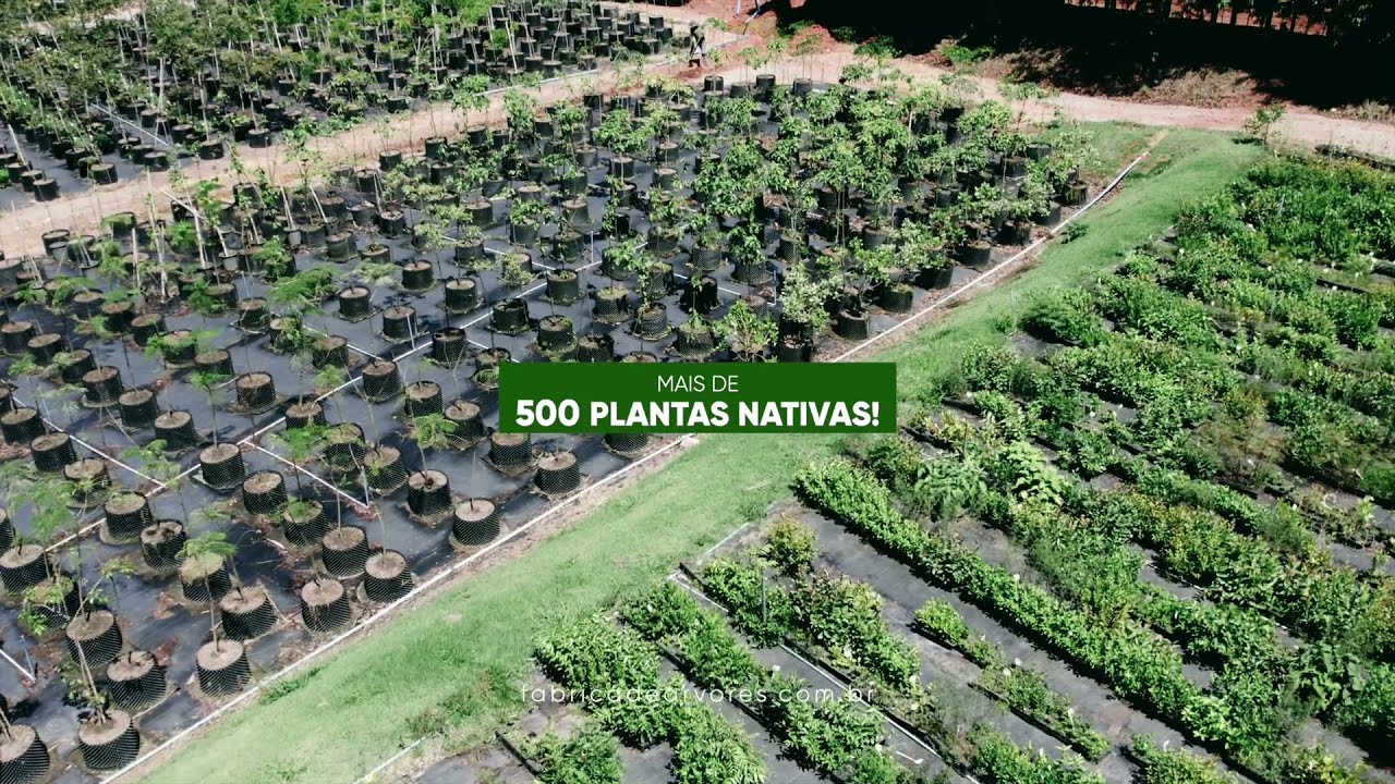Mais de 500 plantas nativas