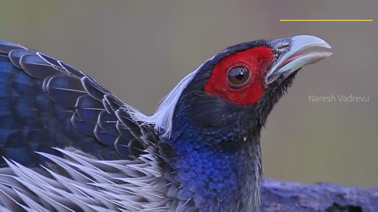 Birds of Himalayas - 4K || Naresh Vadrevu || Wildlife Photography || 2022