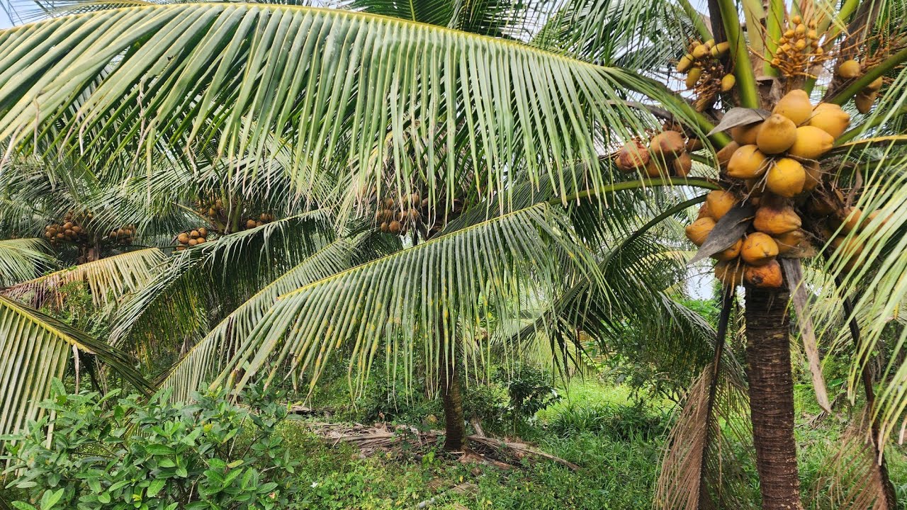 Ms 208 : Nhà vườn 1.000m² ngang 30×35 giá 320 triệu Vườn dừa trái xum xuê