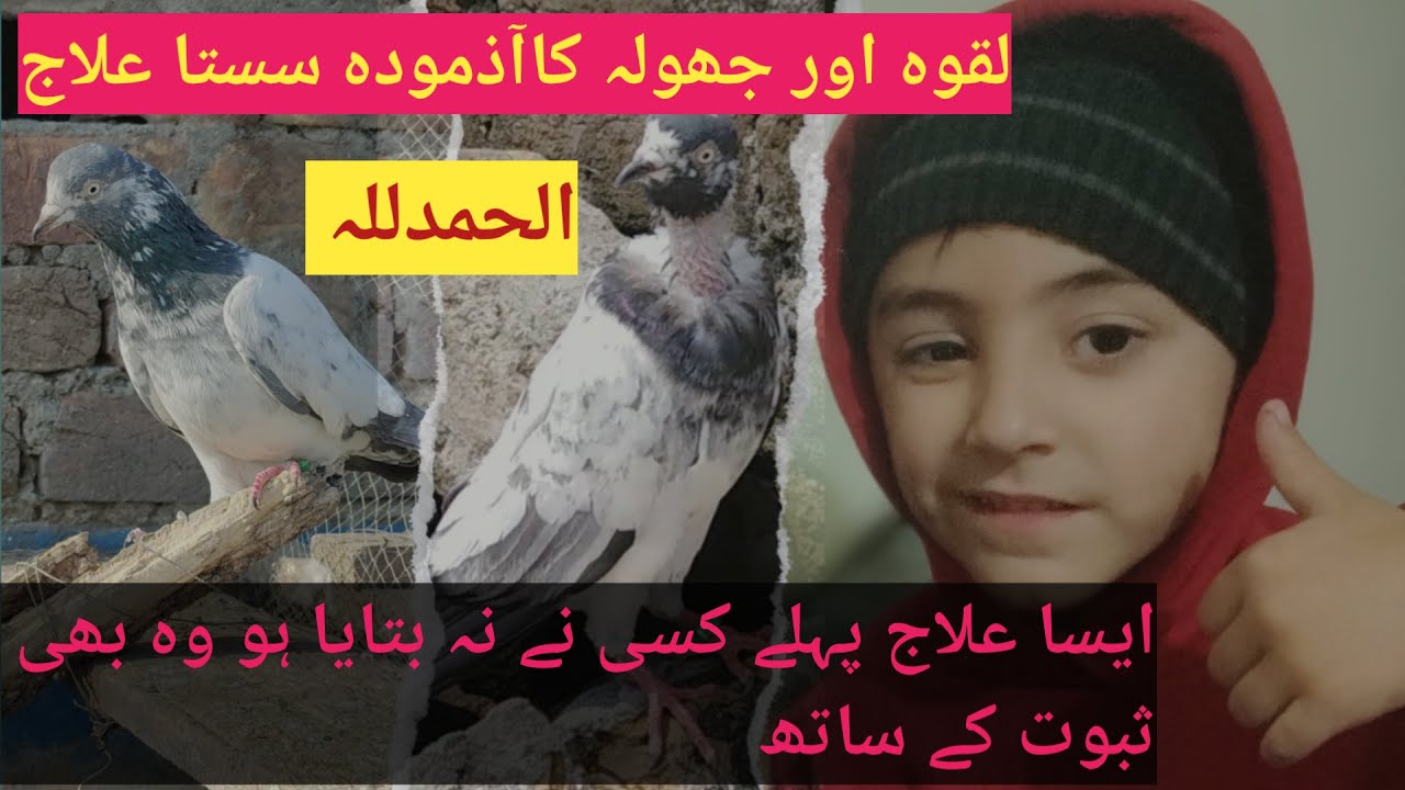 lakway or jholay ka mukammal ilaaj prove k sath | lakway ka ilaj | peralyzed pigeon treatment