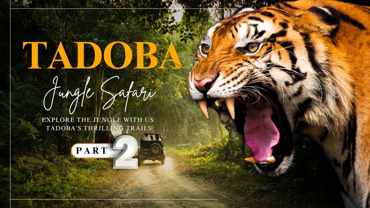 Tadoba Jungle Safari Part   2