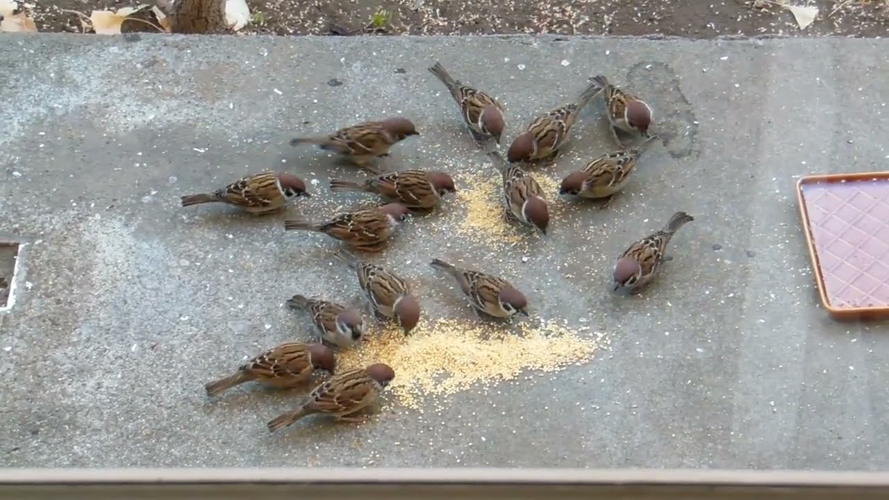 庭に来る鳥さん