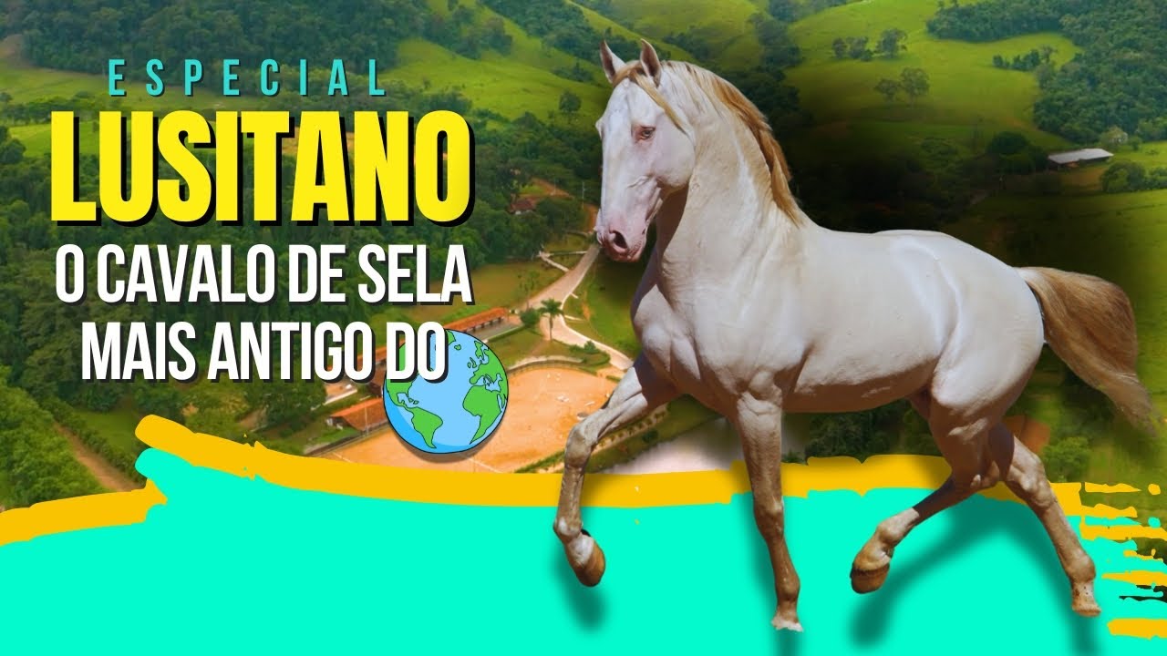 Cavalo Lusitano: Dressage e Equitação de Trabalho no Haras das Mangueiras
