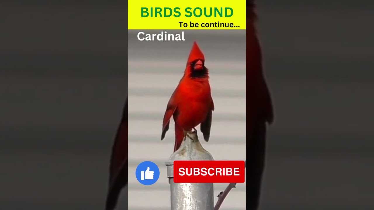 Cardinal Call | Cardinal Sound #shorts #cardinal