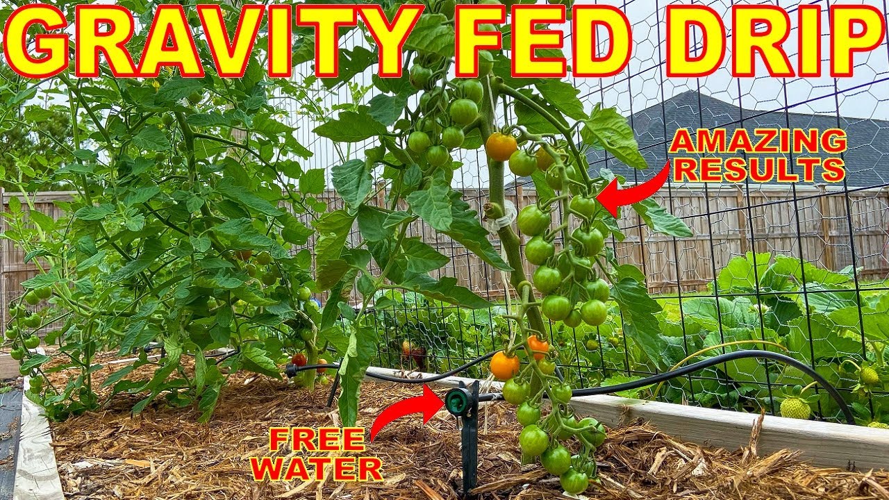 Water And Fertilize Your Garden For FREE With This Gravity Fed Drip Irrigation System!