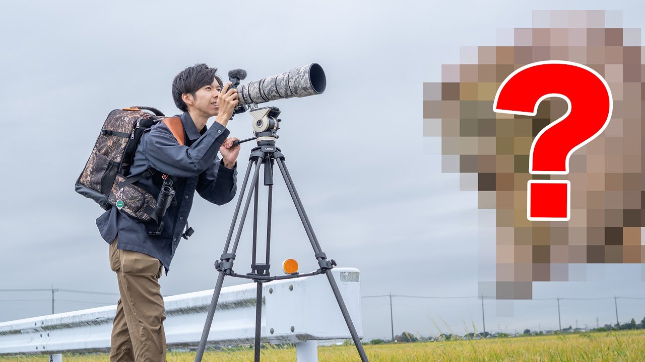 ネコみたいな鳥いたんだけど､､､！！