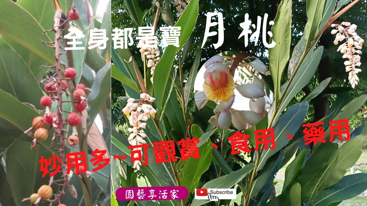 月桃全身是寶，妙用多，不只可觀賞還兼具實用與藥用