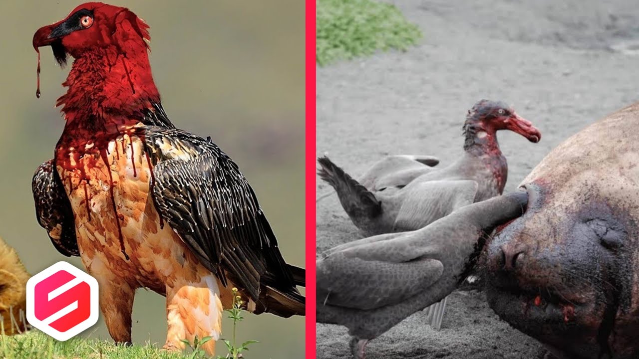 SEGERA LARI KALAU KETEMU BURUNG INI, Inilah 10 Burung Paling Berbahaya di Dunia.