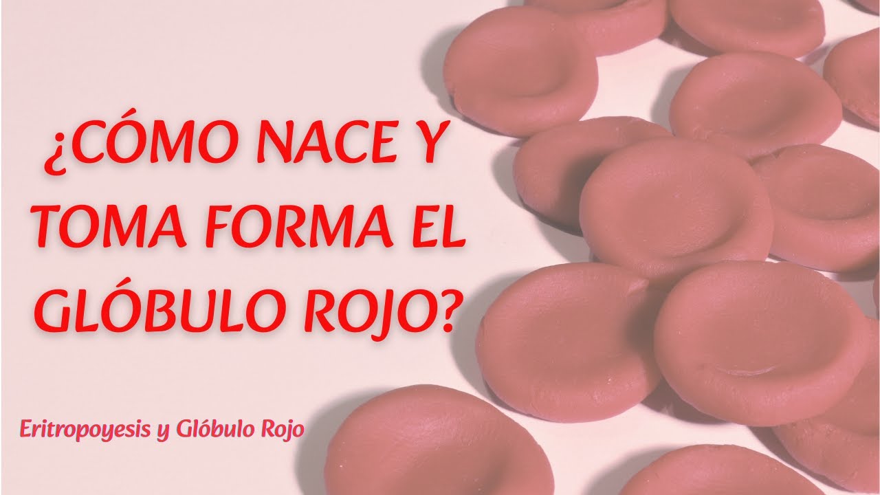 🩸 ERITROPOYESIS Y GLÓBULO ROJO: Formación y estructura explicadas