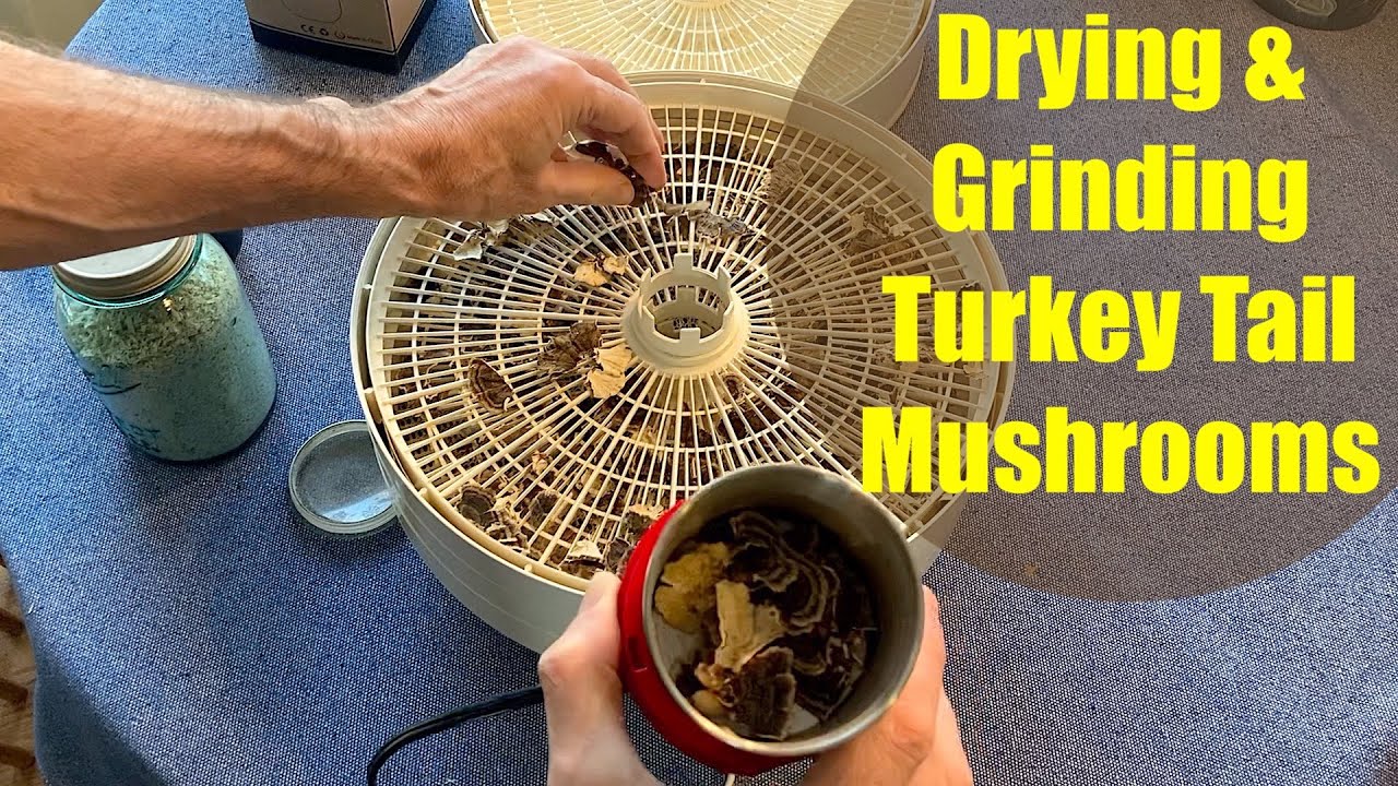 Drying & Grinding Turkey Tail Mushrooms