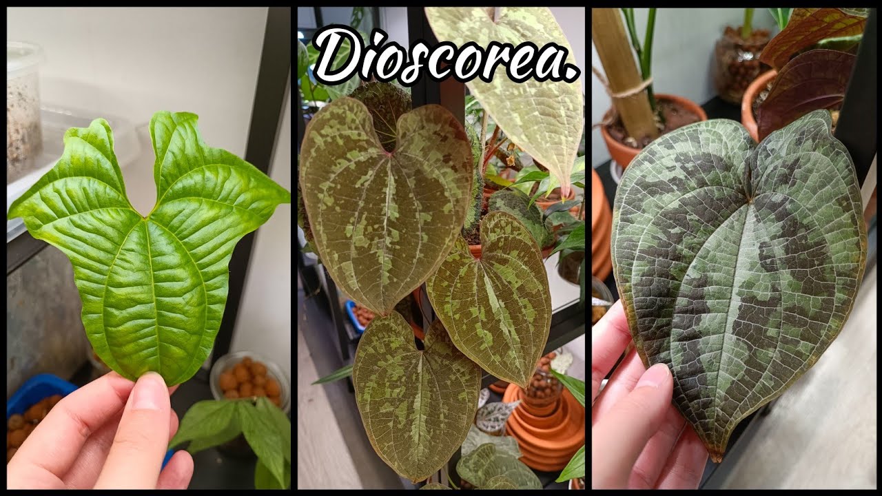 Jak poskromić olbrzymie pnącza? 🤔 Tajniki uprawy Dioscorea discolor i sansibarensis 🪴